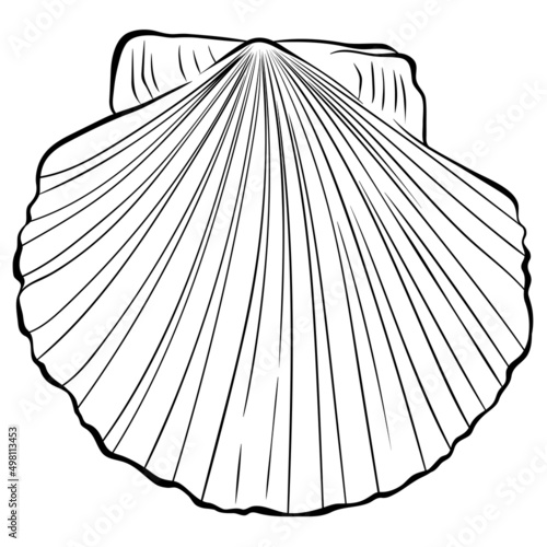 One scallop shell top view. Vector hand drawn line art illustration isolated on white. Element for design seafood shop or menu, decor, label. Suitable for coloring book page. Close up illustration