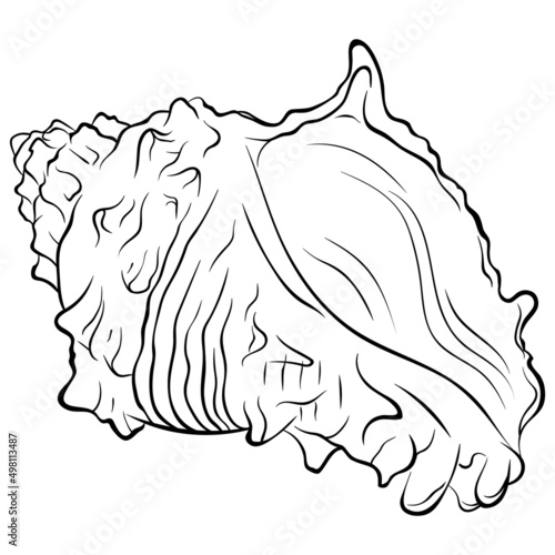Spiral rapaninae seashell side view. Vector hand drawn line art close up illustration isolated on white. Element for design seafood shop or menu, decor, label. Suitable for coloring book page. photo
