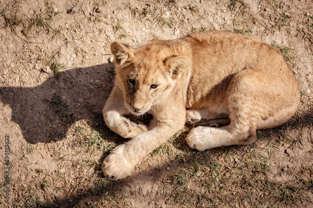 The lion cub was lying on the ground, not looking at the camera. View from above. The lion cub was lying on the ground, not looking at the camera. View from above.