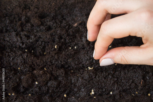 Planting seeds in black soil, gardening concept. Spring time