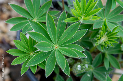 Green leaves of Lupine plant (Lupinus polyphyllus) in the garden. Close up. Detail. Macro. Selective focus.