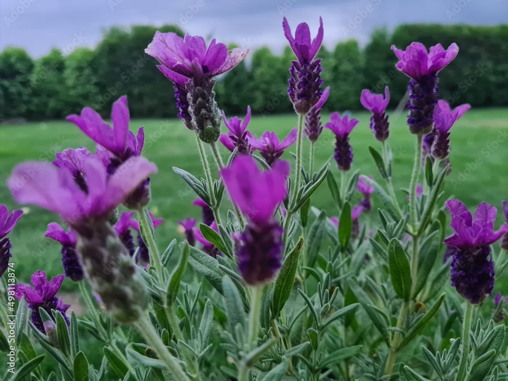 Obraz premium Lawenda