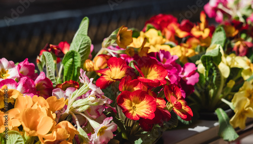 Fototapeta Naklejka Na Ścianę i Meble -  Colored primula vulgaris or primrose for sale in flower shop in spring time.