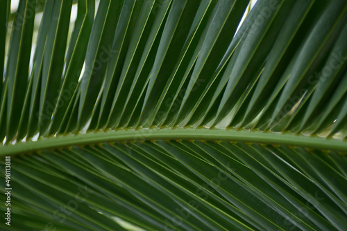 Texture of green palm leaf. Abstract background of tropical palm leaves. Tropical greenhouse in Zielona Gora. © Оксана Самойленко