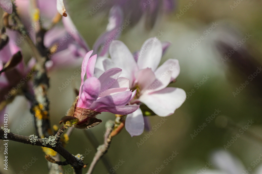 Magnolia branches with flowers in spring Magnolia branches with flowers in spring