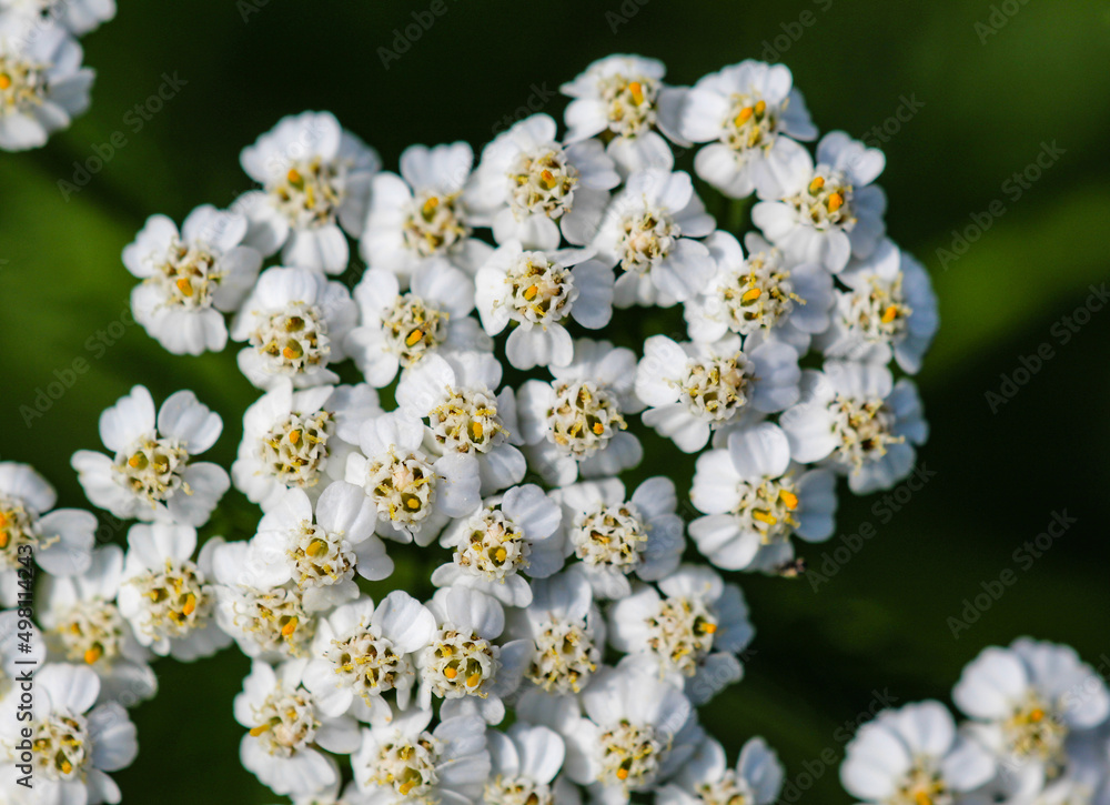 White wild plant inflorescence on a green background White wild plant inflorescence on a green background