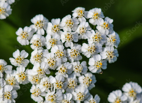White wild plant inflorescence on a green background