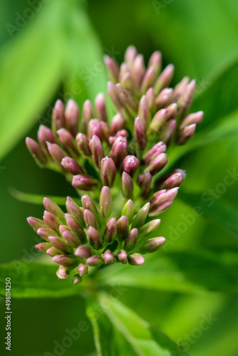 Wild plant inflorescences with flower buds