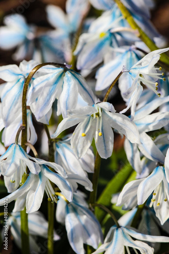 Blue white flowers in the garden in spring