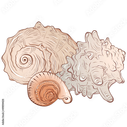 Composition of three sea shells. Vector hand drawn color cartoon illustration isolated on white. Elements for design seafood shop or menu, decor, label. Tropical beach souvenir, cockleshells.