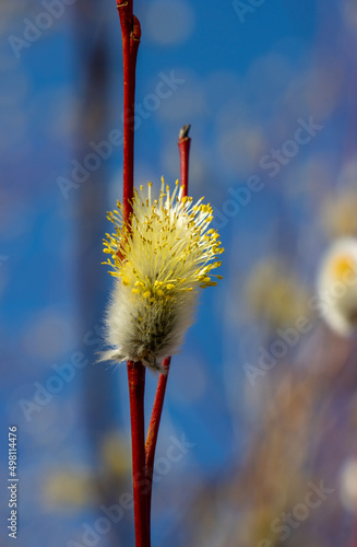 A branch with flowering willows in the spring