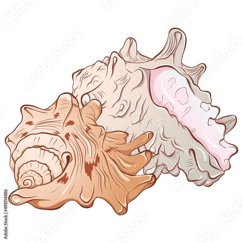Composition of two sea shells. Vector hand drawn color cartoon illustration isolated on white. Elements for design seafood shop or menu, decor, label. Tropical beach souvenir, cockleshells.