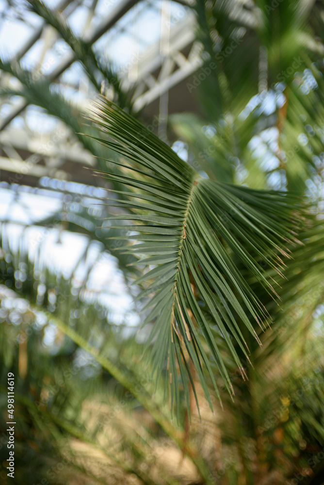 Texture of green palm leaf. Abstract background of tropical palm leaves. Tropical greenhouse in Zielona Gora. Texture of green palm leaf. Abstract background of tropical palm leaves. Tropical greenhouse in Zielona Gora.