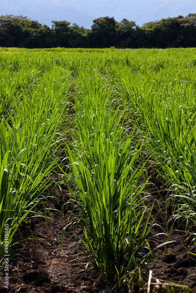 Fototapeta premium Sugar cane field and the majestic mountains at the Valle del Cauca region in Colombia