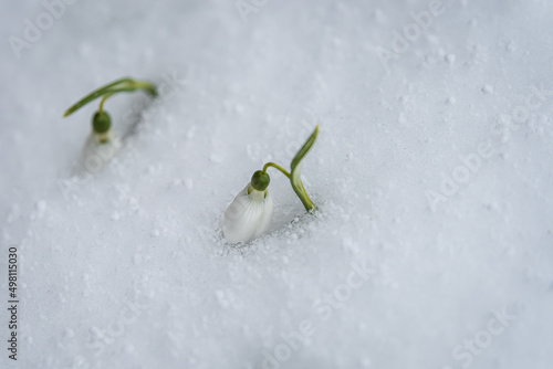 Snowdrop flowers (Galanthus nivalis) growing out of the snow with a place for the inscription. Spring banner
