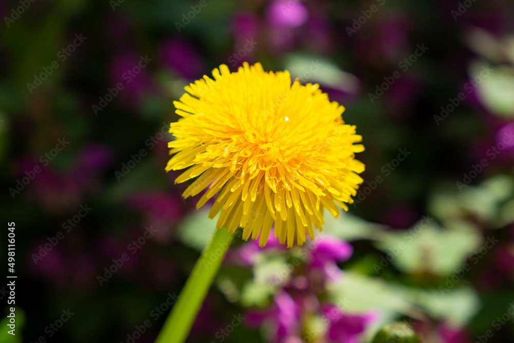 Naklejka premium yellow dandelion flower bloomed in the garden 