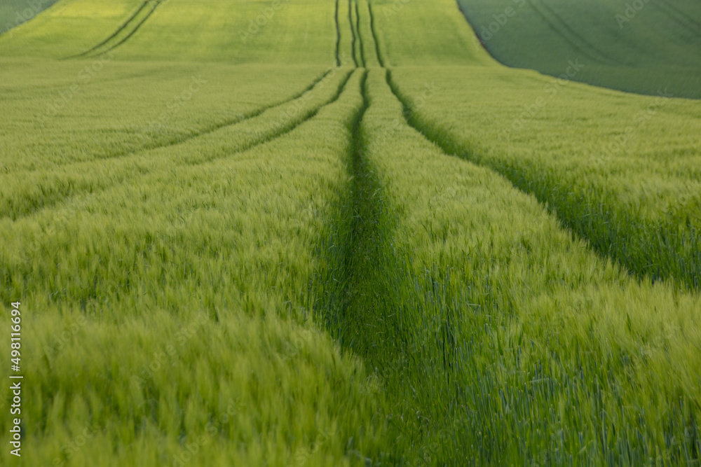 champ de céréales au printemps