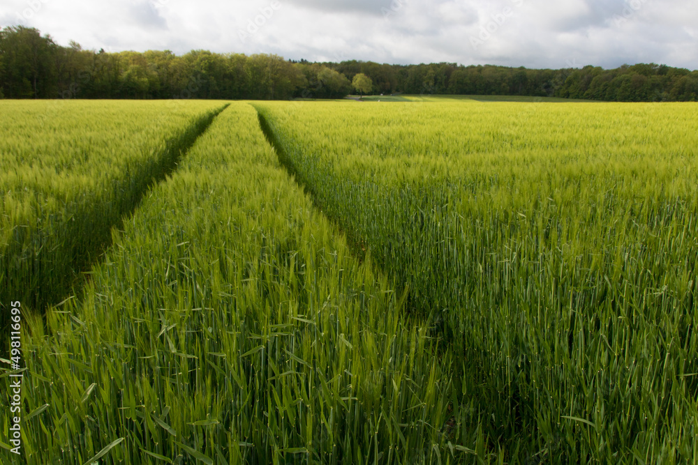 champ de céréales au printemps