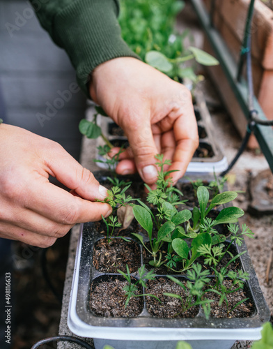 hands growing vegetables at home