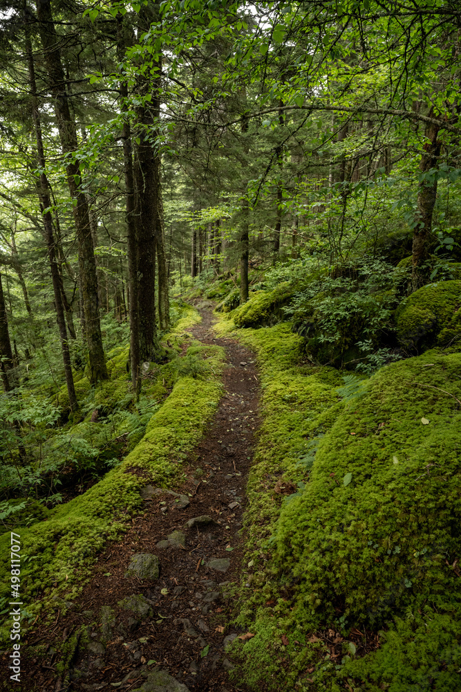 Narrow Dirt Trail Through Moss Covered Forest