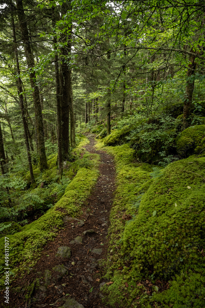 Narrow Dirt Trail Through Moss Covered Forest Narrow Dirt Trail Through Moss Covered Forest
