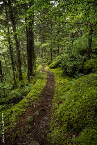 Narrow Dirt Trail Through Moss Covered Forest