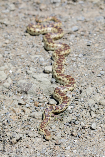 Pacific Gopher Snake adult recently shedded sunbathing on gravel trail. Joseph D Grant Ranch County Park, Santa Clara County, California, USA.