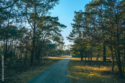 road in the woods