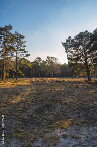 grass landscape with trees