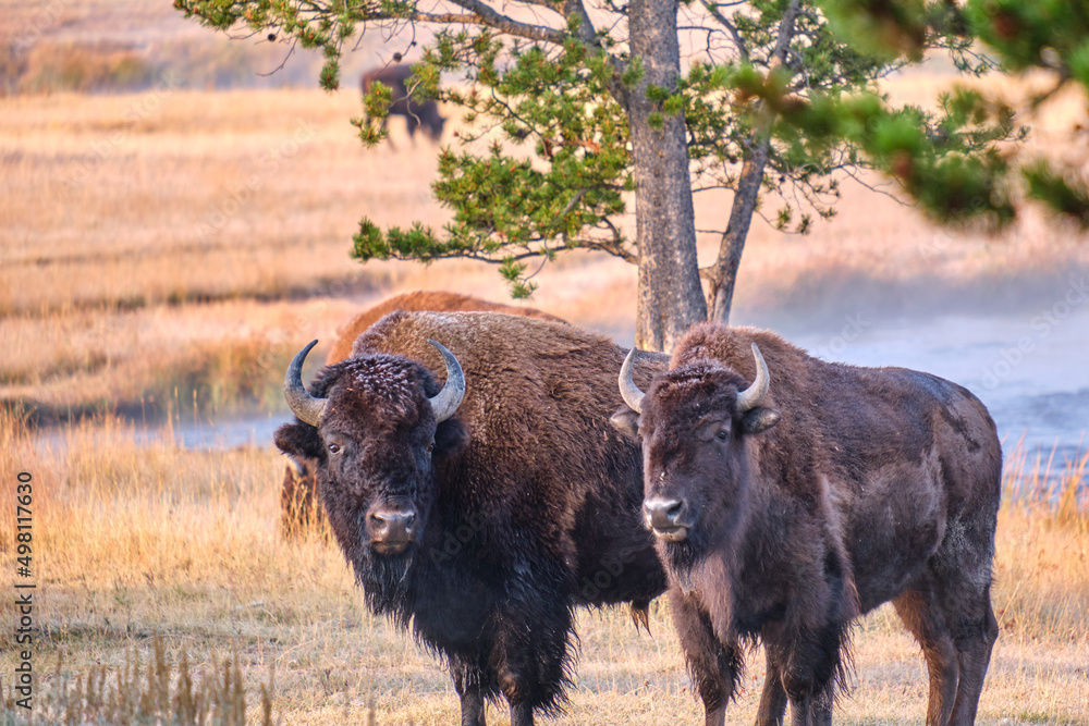 Focus shot of Bison with morning frost in Yellowstone Focus shot of Bison with morning frost in Yellowstone