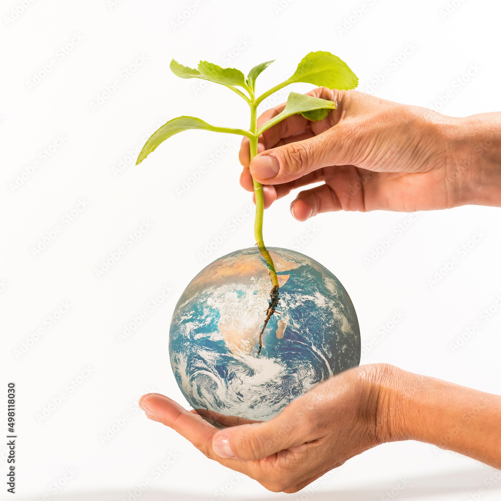 root introduced into the planet, wrapped by hands, copy space, white background, earth day concept, square root introduced into the planet, wrapped by hands, copy space, white background, earth day concept, square