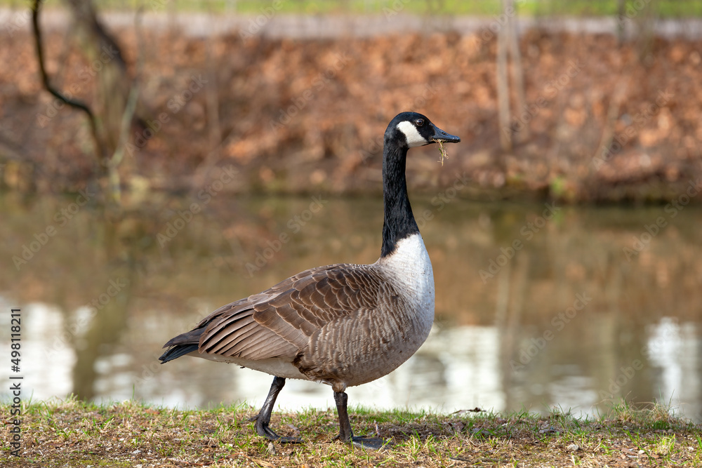 Canada goose bird (Branta canadensis) grazes in front of a colorful lake on a sunny autumn day. Canada goose bird (Branta canadensis) grazes in front of a colorful lake on a sunny autumn day.