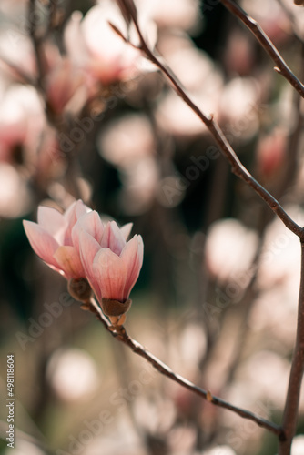 Soft pink magnolia flower blossoms in garden outdoor. Nature background. Springtime.