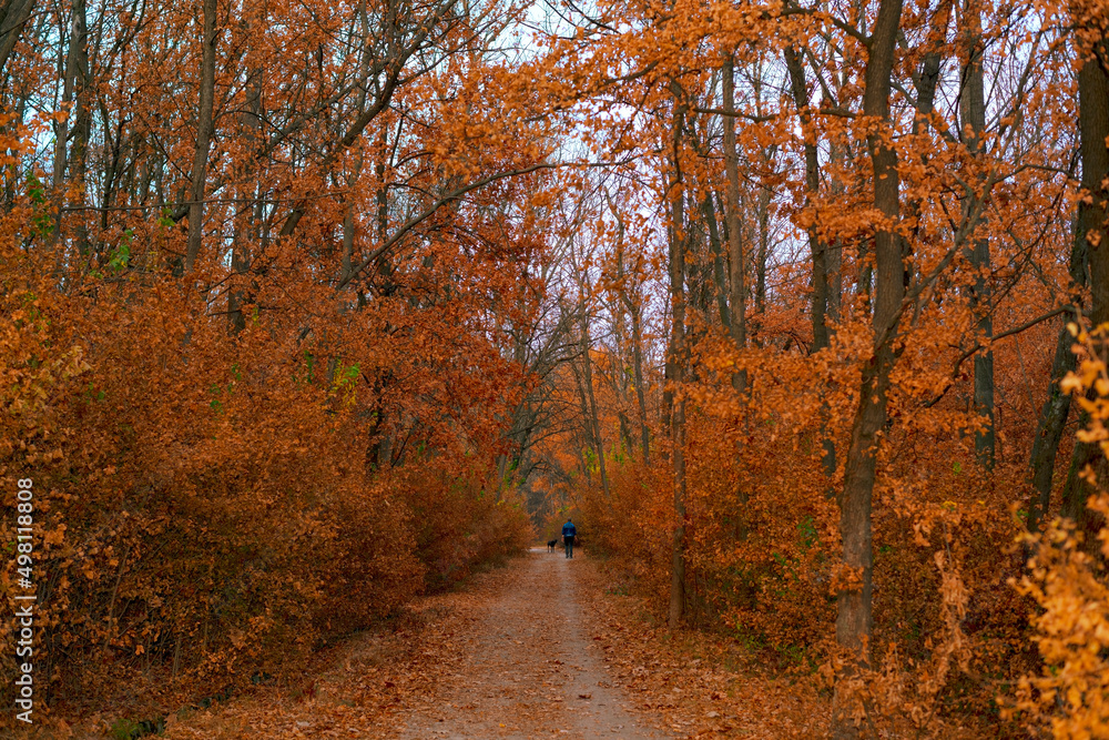 Fototapeta premium Autumn landscape. Autumn forest path and walking man and dog in distance.