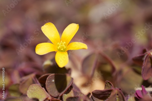 fleur d'oxalis