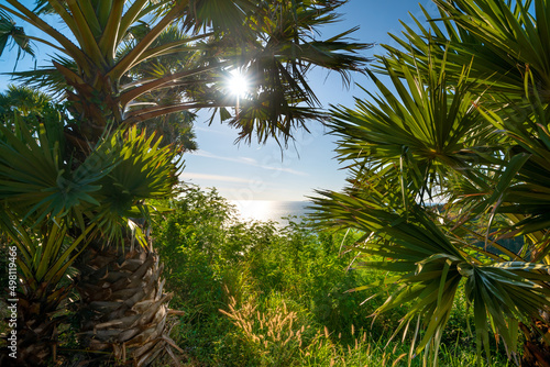 Sea view through tropical palm trees heart-shaped hole. Phuket, Thailand