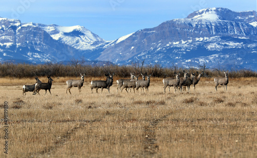 Fotografie, Obraz Deer outside Choteau MT