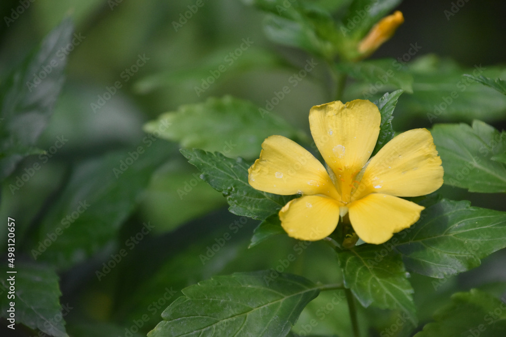 Pretty Flowering Yellow Flower Blossom in a Garden Pretty Flowering Yellow Flower Blossom in a Garden