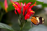 Longwinged tiger butterfly feeding on nectar from a flower