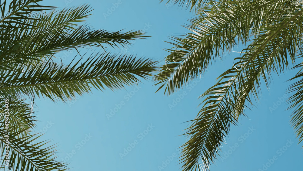 Close-up, palm tree branches moving on blue sky, sun day. Bright sunbeams on isolated green date palm leaves sway in wind. Ideal summer relaxation chill out. Paradise vacation in warm tropical country Close-up, palm tree branches moving on blue sky, sun day. Bright sunbeams on isolated green date palm leaves sway in wind. Ideal summer relaxation chill out. Paradise vacation in warm tropical country
