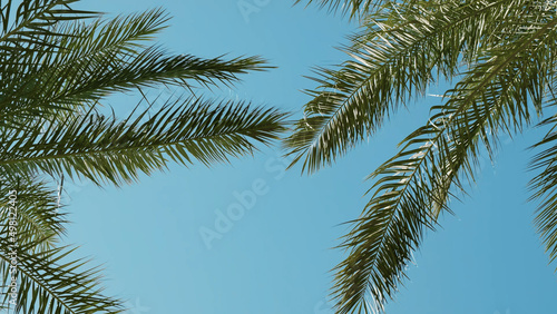 Close-up, palm tree branches moving on blue sky, sun day. Bright sunbeams on isolated green date palm leaves sway in wind. Ideal summer relaxation chill out. Paradise vacation in warm tropical country