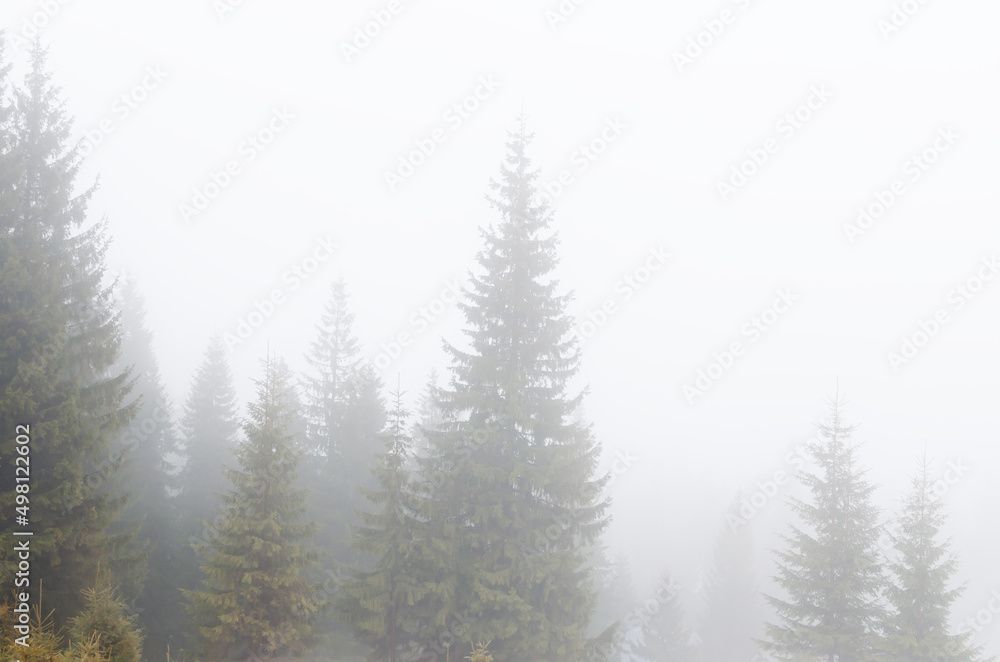 Tall pine trees high in the mountains in dense fog at dawn. Spring in the mountains. Horizontal orientation. copy space.