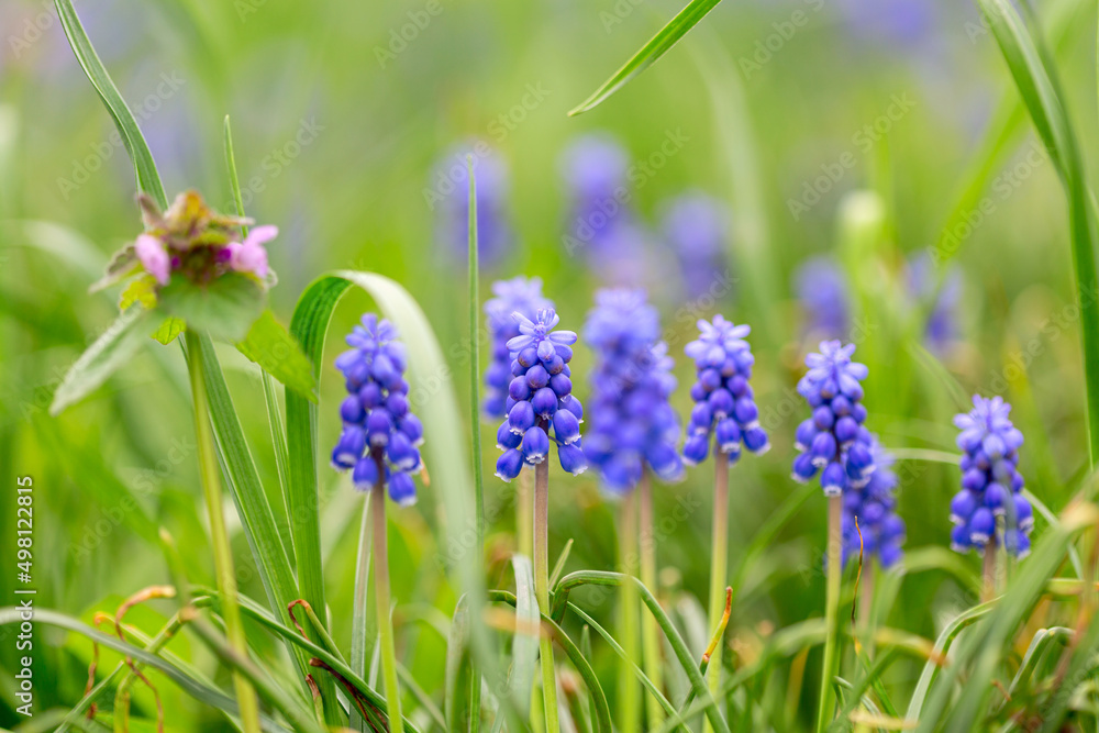 Naklejka premium Grape hyacinth Muscari flowers.