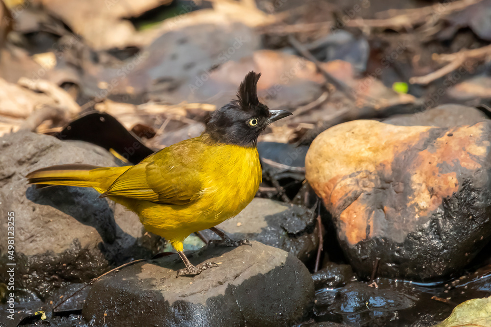 Image of Black crested Bulbul bird standing on a rock on nature background. Animals. Image of Black crested Bulbul bird standing on a rock on nature background. Animals.