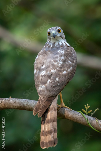 Image of Shikra Bird   Accipiter badius  on a tree branch on nature background. Animals.