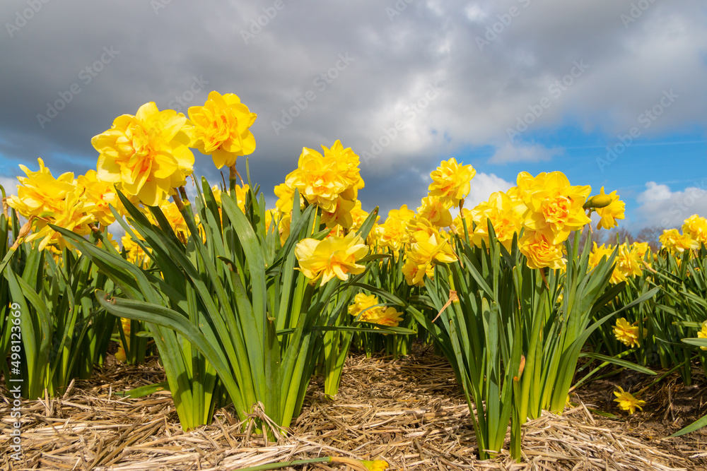 Obraz premium Yellow dutch daffodil flower close up low angle of view with blue sky background 