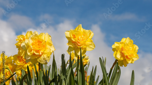 Fototapeta Naklejka Na Ścianę i Meble -  daffodils close up blue sky landscape