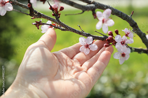 Mature woman's hand is touching cherry blossom. Blooming cherry tree Prunus cerasifera Pissardii branch with selective focus against blurred green meadow. photo