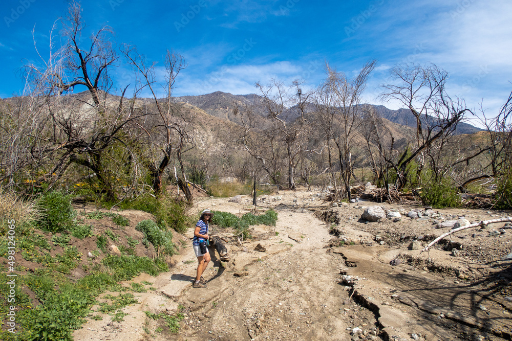 A Woman Environmental Scientist Conducting an Environmental Impact Survey of a Burn Scat Area after a California Wildfire looking at a Flood Wash A Woman Environmental Scientist Conducting an Environmental Impact Survey of a Burn Scat Area after a California Wildfire looking at a Flood Wash