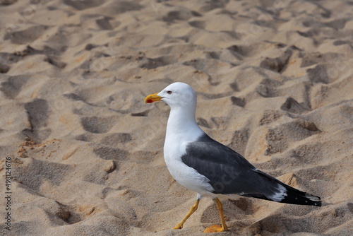 Lesser black-backed gull -Larus fuscus- in Praia da Marinha. Lagoa-Portugal-203 photo